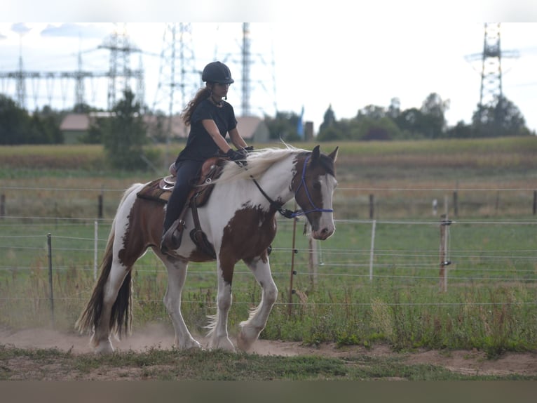 Gypsy Horse Mix Gelding 7 years 15,1 hh Pinto in Perleberg