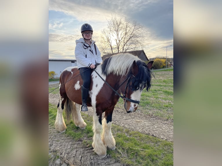 Gypsy Horse Gelding 7 years 15,2 hh Brown in Stockerau