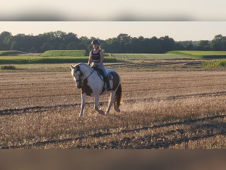 Gypsy Horse Mix Gelding 7 years 15,2 hh Pinto in Himmelpforten