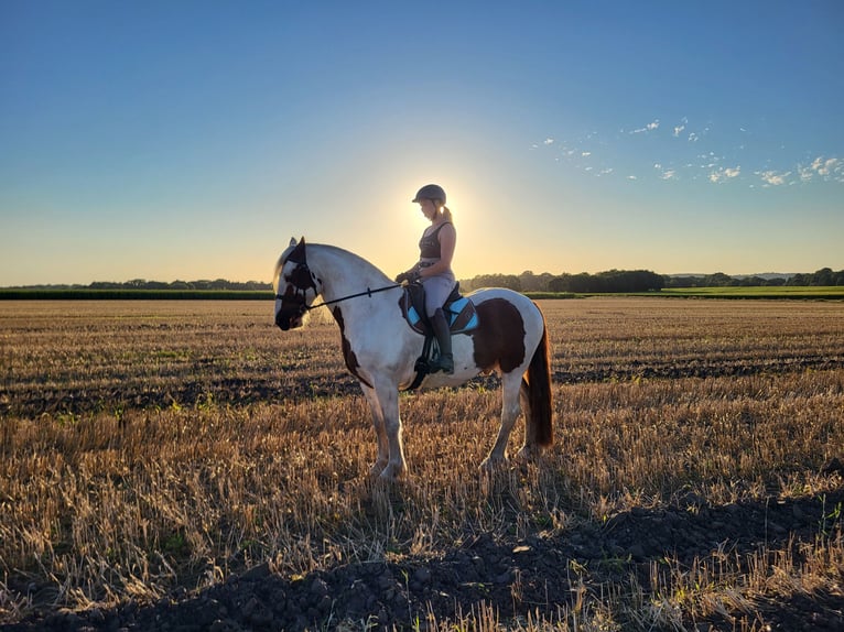 Gypsy Horse Mix Gelding 7 years 15,2 hh Pinto in Himmelpforten