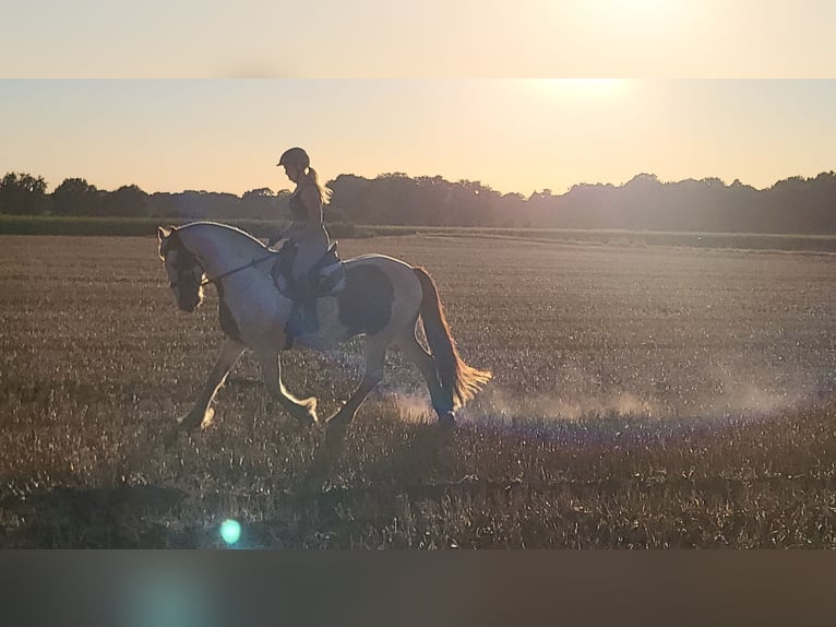 Gypsy Horse Mix Gelding 7 years 15,2 hh Pinto in Himmelpforten