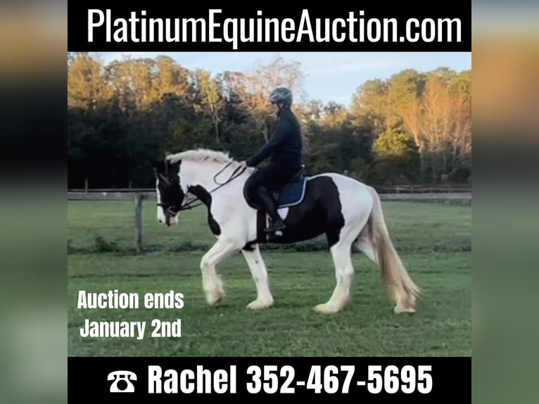 Gypsy Horse Gelding 7 years 15,2 hh Tobiano-all-colors in Ocala, FL