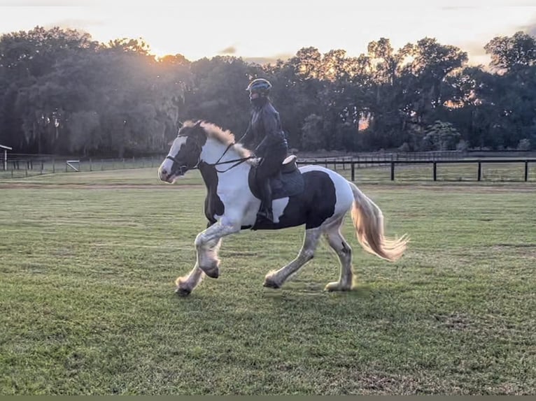 Gypsy Horse Gelding 7 years 15,2 hh Tobiano-all-colors in Ocala, FL