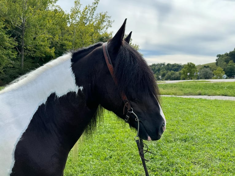 Gypsy Horse Gelding 7 years 15,2 hh in Grassy Creek Ky