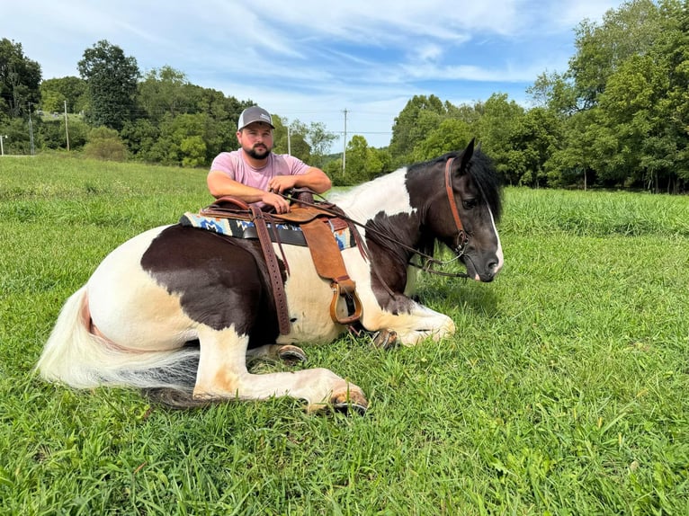 Gypsy Horse Gelding 7 years 15,2 hh in Grassy Creek Ky