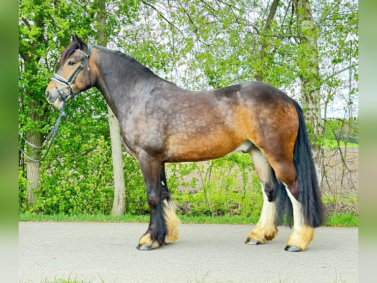Gypsy Horse Gelding 7 years 15 hh Bay-Dark in Riedlingen