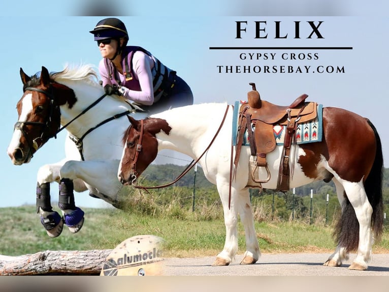 Gypsy Horse Gelding 7 years 15 hh Bay in Mount Vernon