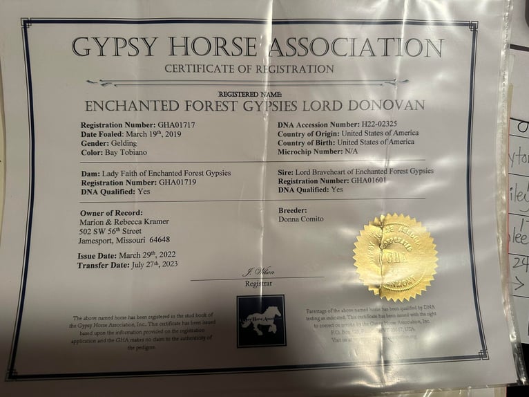 Gypsy Horse Gelding 7 years 15 hh Bay in Mount Vernon