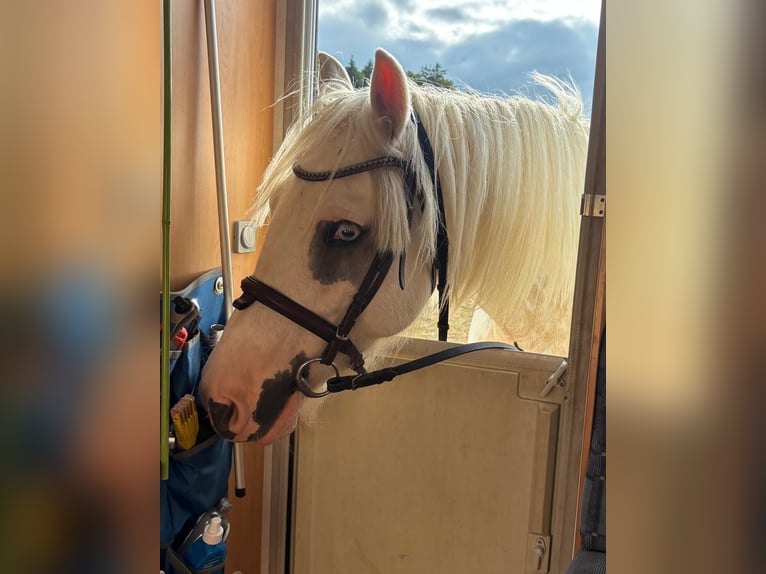 Gypsy Horse Gelding 7 years 15 hh Brown Falb mold in Hünfeld