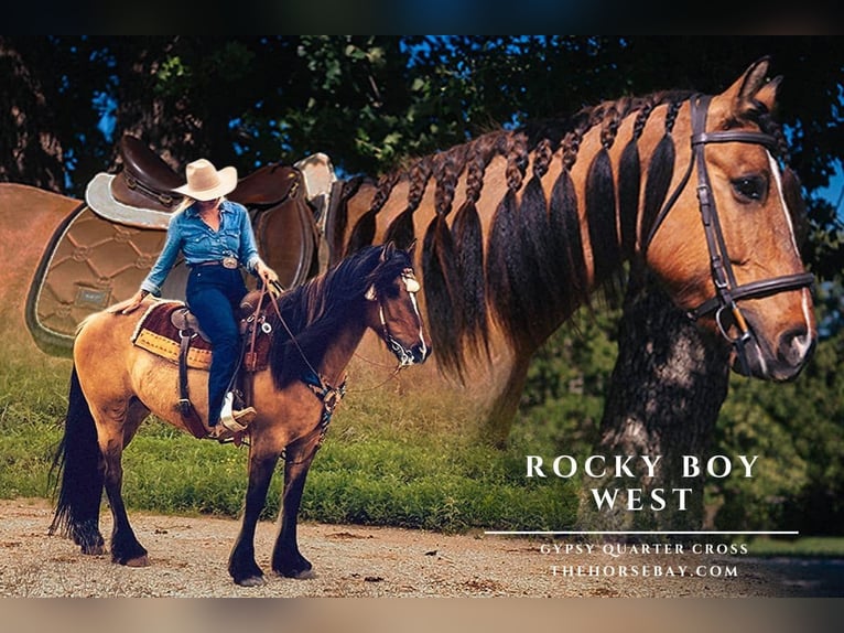 Gypsy Horse Mix Gelding 7 years 15 hh Dun in Jacksboro, TX