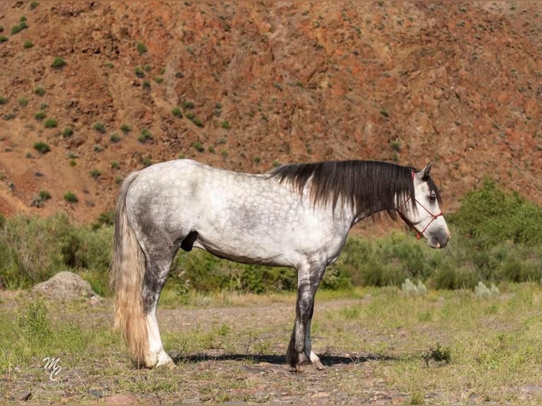Gypsy Horse Gelding 7 years 15 hh Gray-Dapple in Homedale ID