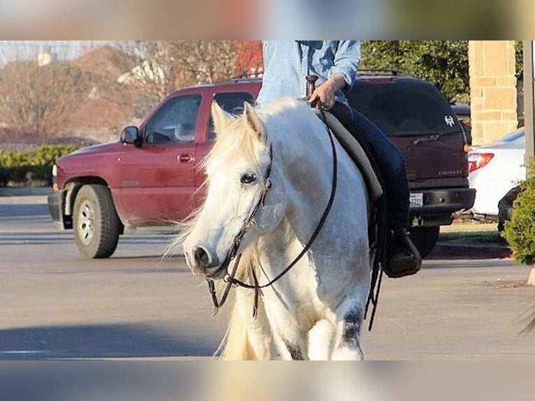Gypsy Horse Gelding 7 years 15 hh Grey in Glasgow