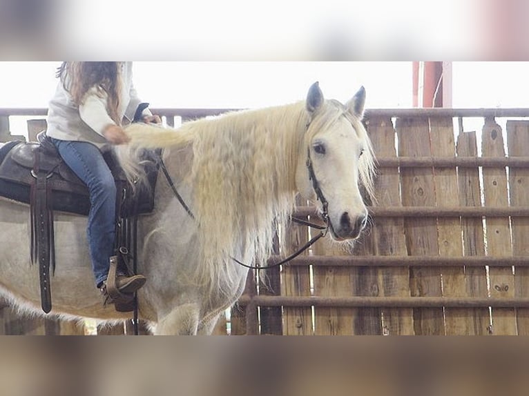 Gypsy Horse Gelding 7 years 15 hh Grey in Glasgow