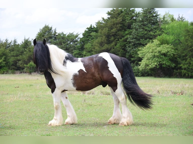 Gypsy Horse Gelding 7 years 15 hh Pinto in Ripley