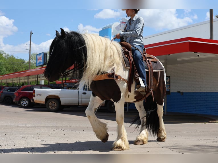Gypsy Horse Gelding 7 years 15 hh Pinto in Ripley