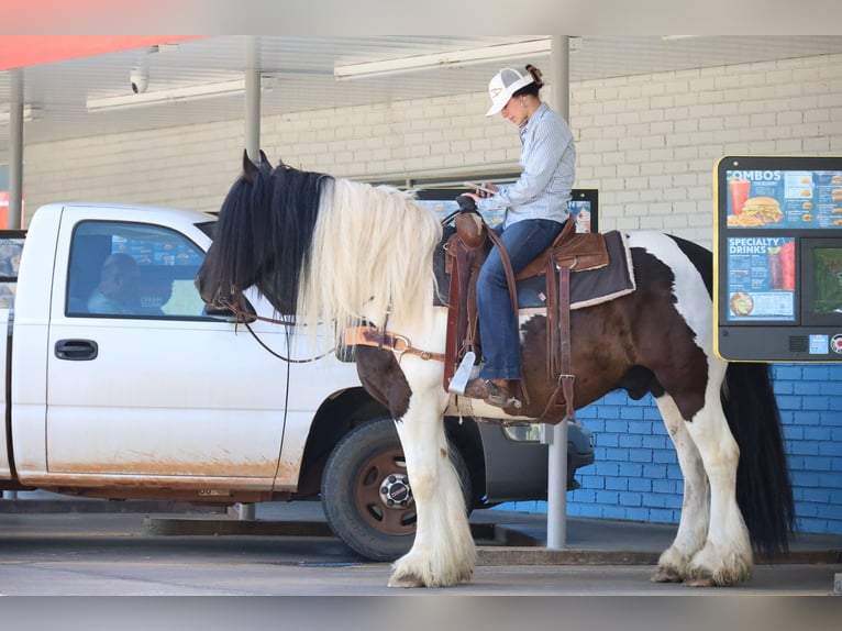 Gypsy Horse Gelding 7 years 15 hh Pinto in Ripley