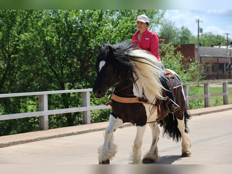 Gypsy Horse Gelding 7 years 15 hh Pinto in Ripley