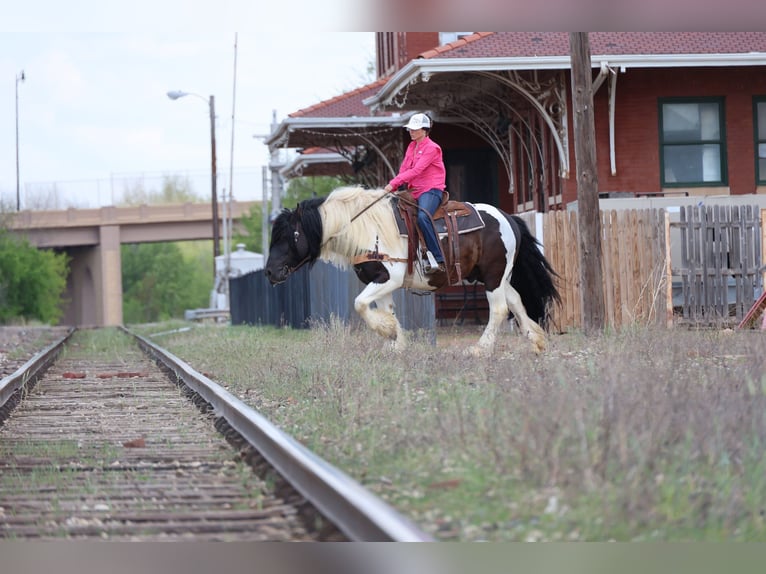 Gypsy Horse Gelding 7 years 15 hh Pinto in Ripley