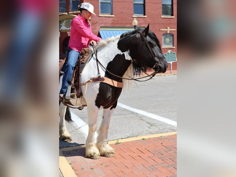 Gypsy Horse Gelding 7 years 15 hh Pinto in Ripley