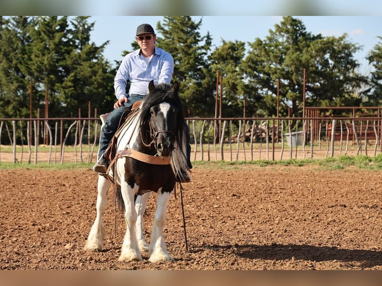 Gypsy Horse Gelding 7 years 15 hh Pinto in Ripley