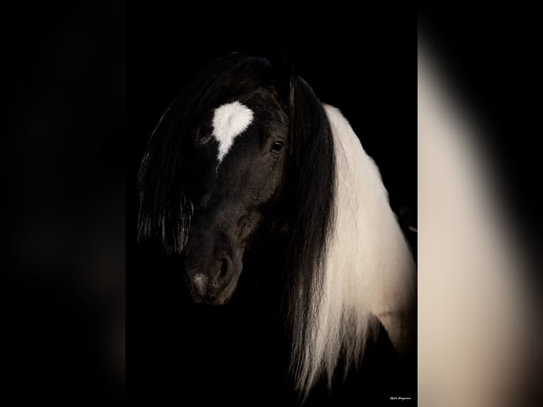 Gypsy Horse Gelding 7 years 15 hh Pinto in Ripley