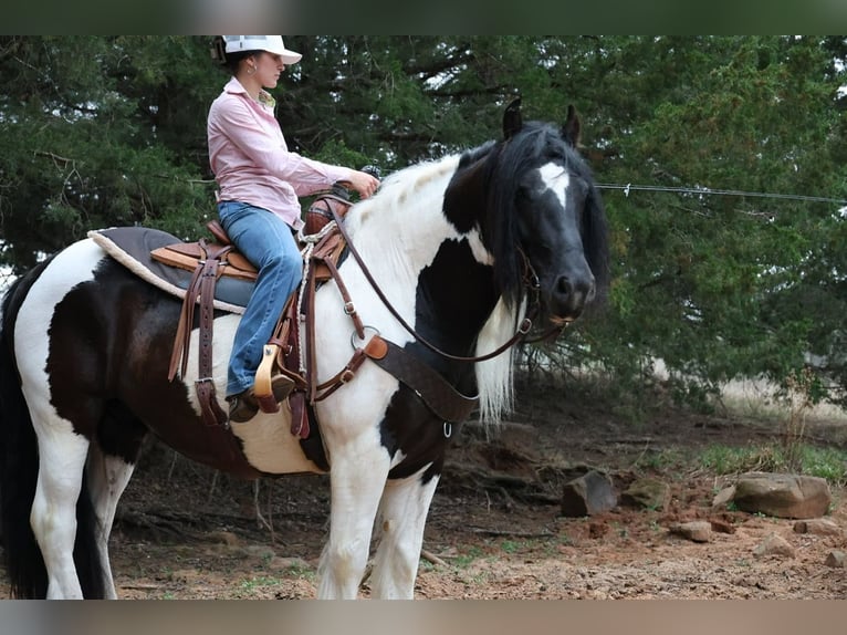 Gypsy Horse Gelding 7 years 15 hh Pinto in Ripley
