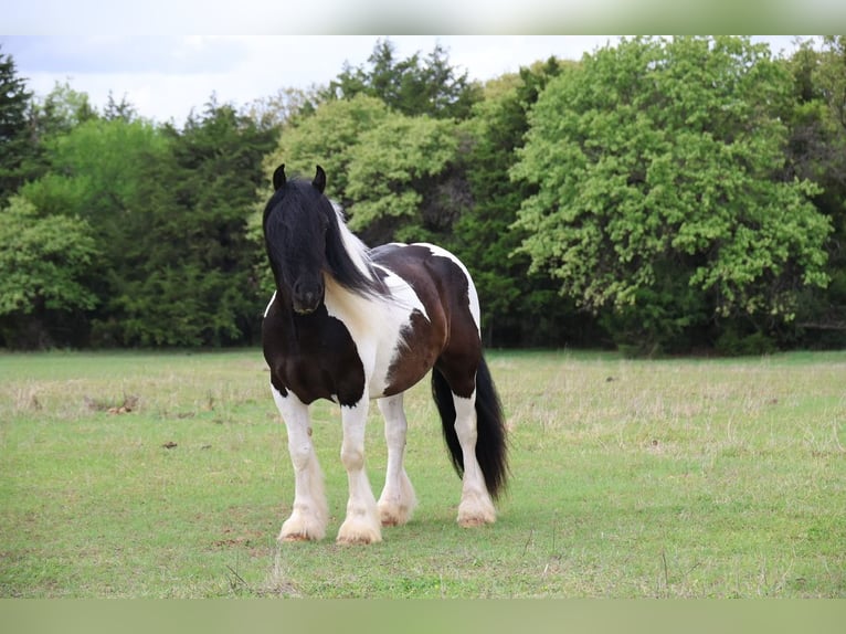 Gypsy Horse Gelding 7 years 15 hh Pinto in Ripley