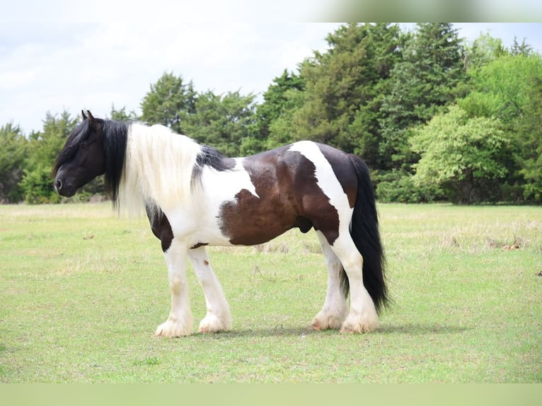 Gypsy Horse Gelding 7 years 15 hh Pinto in Ripley
