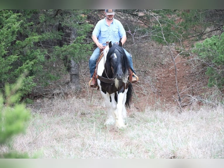 Gypsy Horse Gelding 7 years 15 hh Pinto in Ripley
