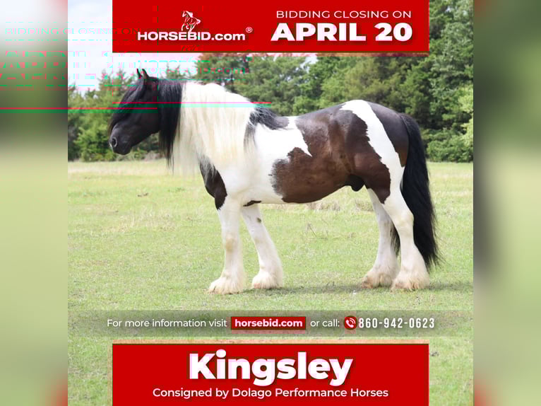 Gypsy Horse Gelding 7 years 15 hh Pinto in Ripley