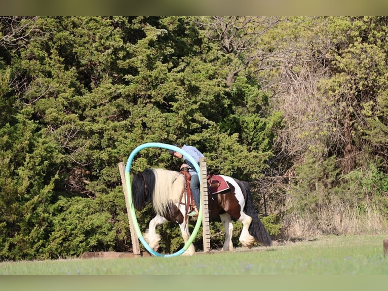 Gypsy Horse Gelding 7 years 15 hh Pinto in Ripley