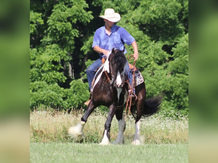 Gypsy Horse Gelding 7 years 15 hh Tobiano-all-colors in Mount Vernon Ky