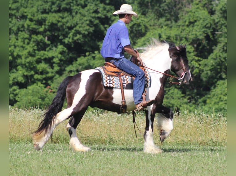 Gypsy Horse Gelding 7 years 15 hh Tobiano-all-colors in Mount Vernon Ky