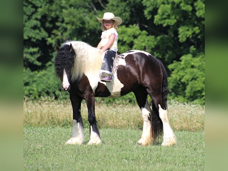 Gypsy Horse Gelding 7 years 15 hh Tobiano-all-colors in Mount Vernon Ky