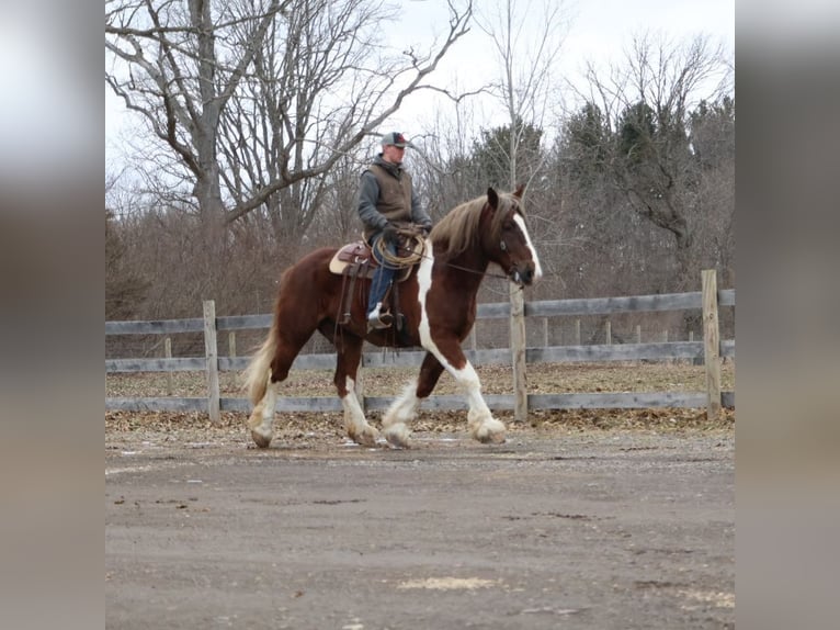 Gypsy Horse Mix Gelding 7 years 16.3 hh Chestnut in Howell