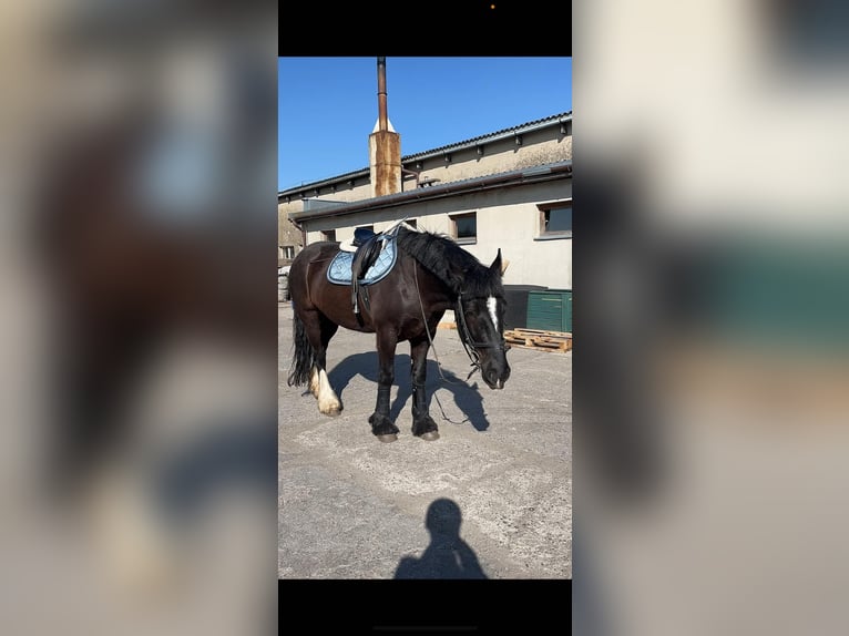 Gypsy Horse Gelding 7 years 16 hh Black in Strzelno