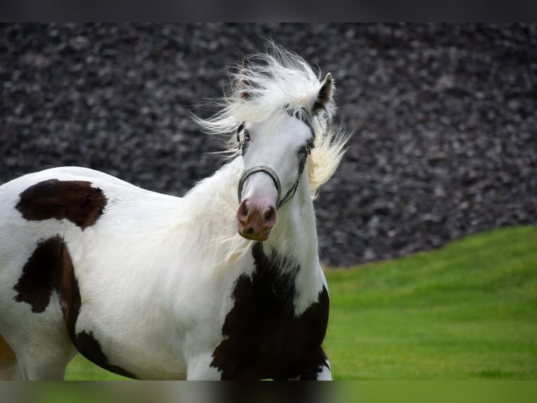 Gypsy Horse Gelding 7 years 16 hh in Conroe, TX