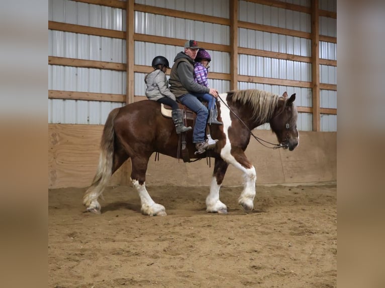 Gypsy Horse Mix Gelding 7 years 16,3 hh Chestnut in Howell