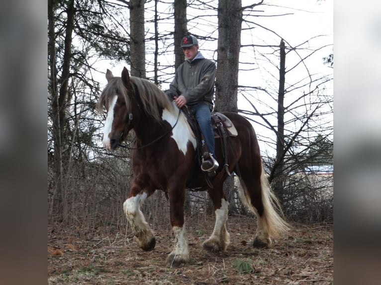 Gypsy Horse Mix Gelding 7 years 16,3 hh Chestnut in Howell