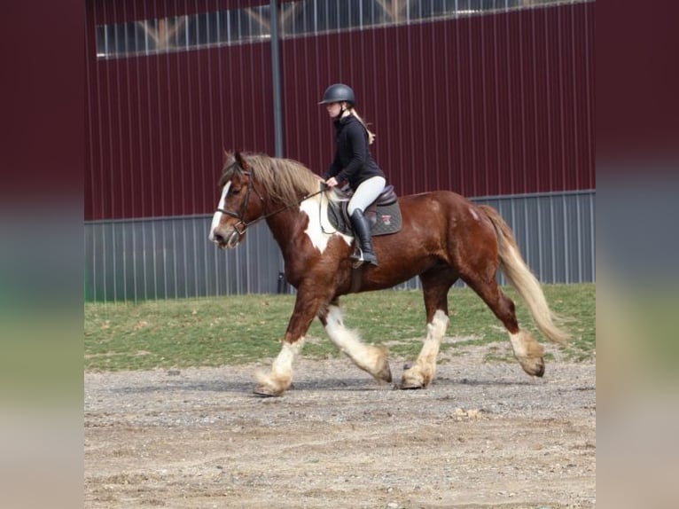 Gypsy Horse Mix Gelding 7 years 16,3 hh Chestnut in Howell