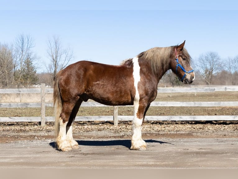 Gypsy Horse Mix Gelding 7 years 16,3 hh Chestnut in Howell