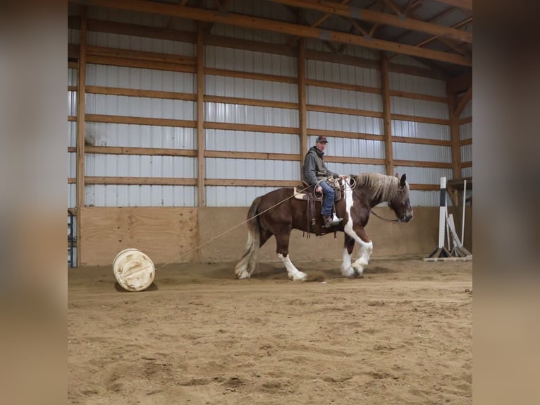 Gypsy Horse Mix Gelding 7 years 16,3 hh Chestnut in Howell