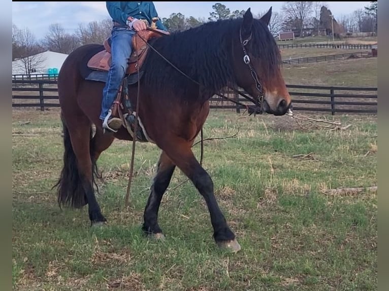 Gypsy Horse Mix Gelding 7 years Bay in Robards, KY