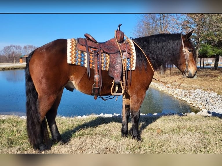 Gypsy Horse Mix Gelding 7 years Bay in Robards, KY