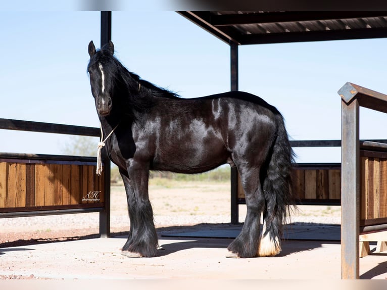 Gypsy Horse Gelding 7 years Black in Buffalo, WY