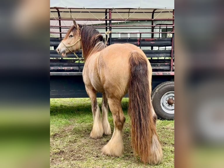 Gypsy Horse Gelding 7 years Buckskin in Eustace