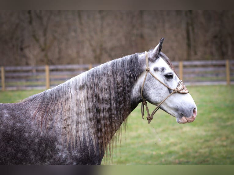 Gypsy Horse Gelding 7 years Gray-Dapple in Flemingsburg KY