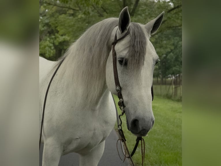 Gypsy Horse Gelding 7 years Gray in Lancaster