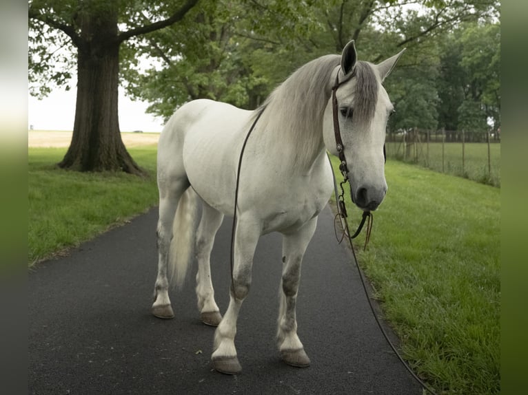 Gypsy Horse Gelding 7 years Gray in Lancaster