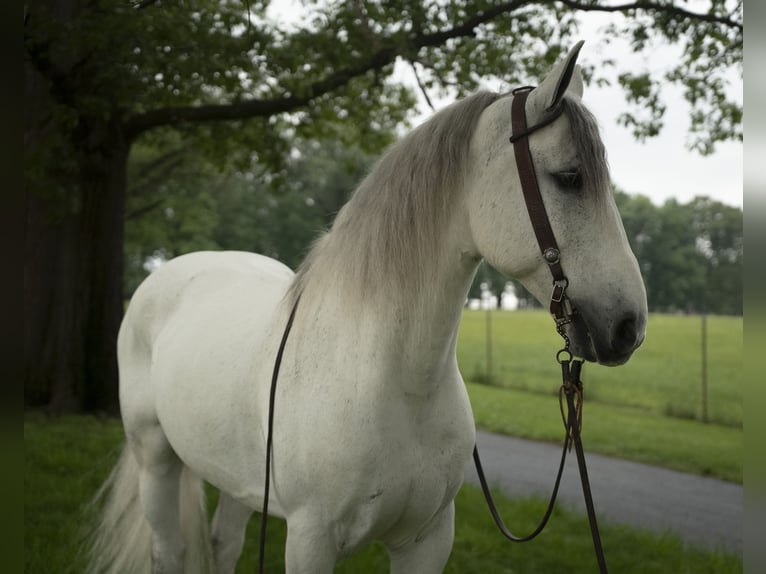 Gypsy Horse Gelding 7 years Gray in Lancaster